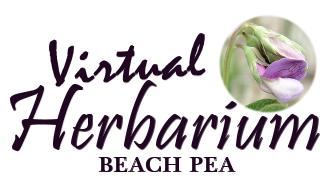 virtual herbarium beach pea graphic