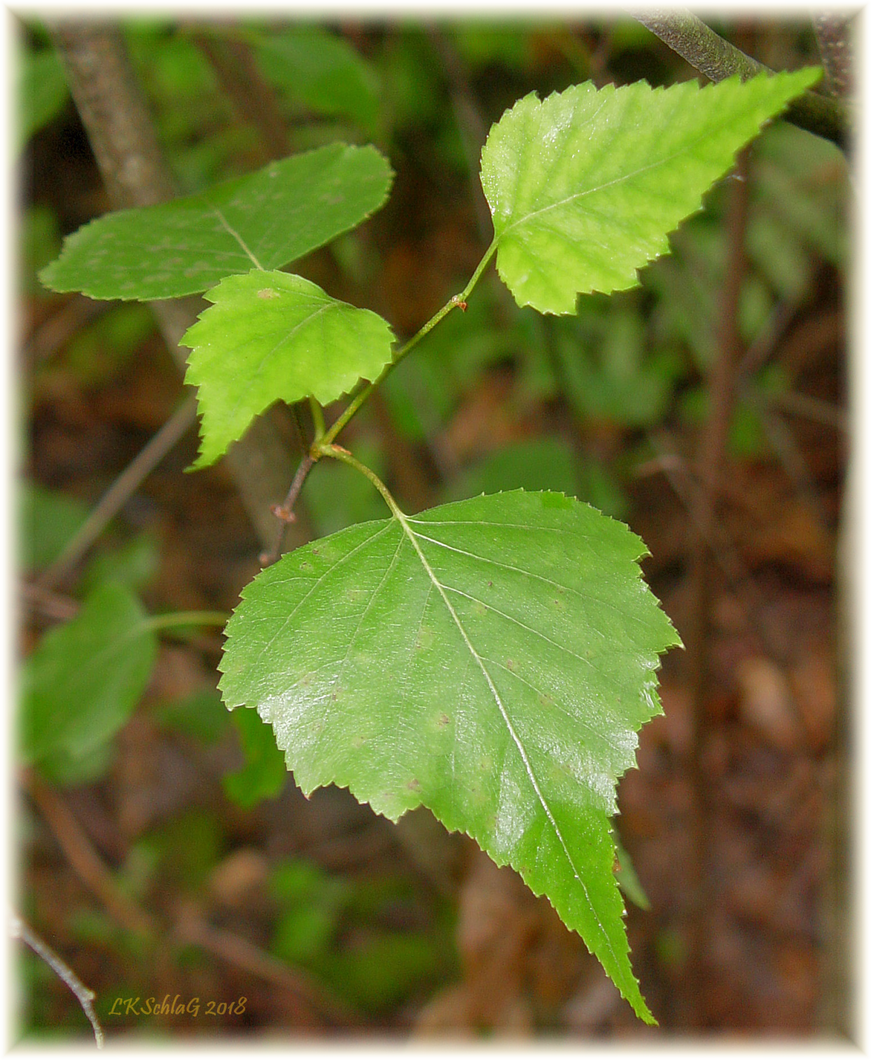 Betula populifolia leaves