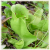 pitcher plant leaves