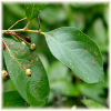 chokeberry leaves and fruit