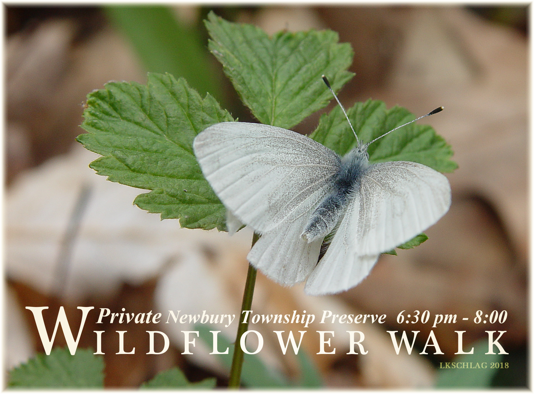 Wildflower Walk program infographic